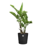 foss rund 43cm living schwarz